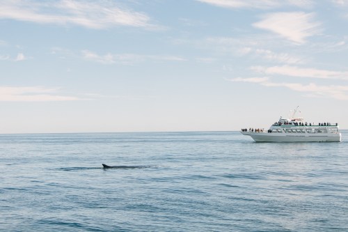 A whale swims near a boat with passengers observing in a calm ocean under a clear blue sky.