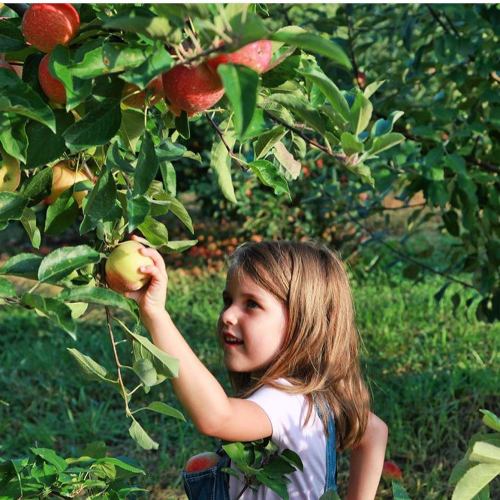 A young girl in overalls picks an apple from a tree, surrounded by green leaves and red apples.