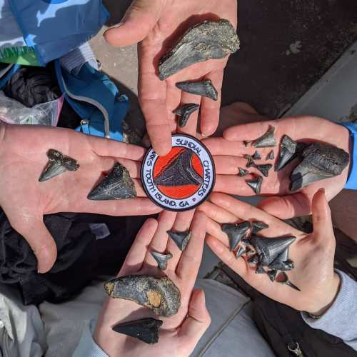 Five hands holding various shark teeth around a patch that reads "Sunday, Charles Island, GA."