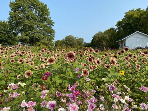 A vibrant field of sunflowers and colorful flowers with a white shed and trees in the background under a clear blue sky.