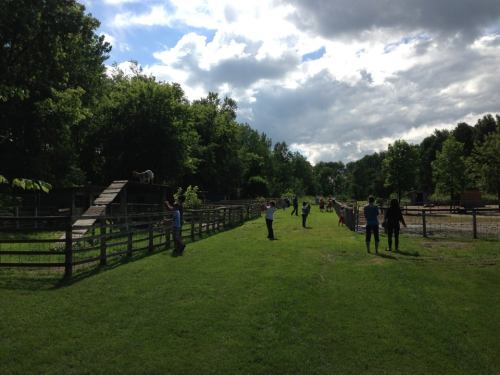 A grassy path in a farm with people walking and interacting with animals under a partly cloudy sky.
