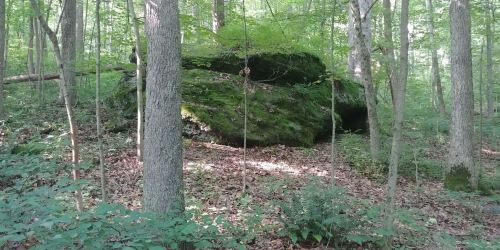 A large moss-covered rock surrounded by trees and underbrush in a lush forest setting.