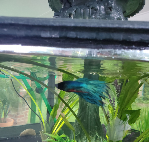 A colorful betta fish swims in a tank with plants and a decorative fountain in the background.