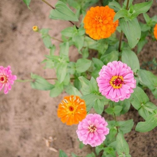 Colorful flowers in shades of pink and orange bloom among green leaves on a sandy background.