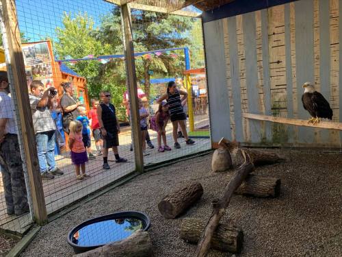 A bald eagle perches inside an enclosure while a crowd of people observes from outside.
