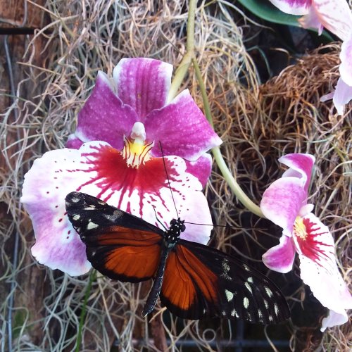 A vibrant orange and black butterfly perched on a pink and white orchid flower. Green foliage in the background.