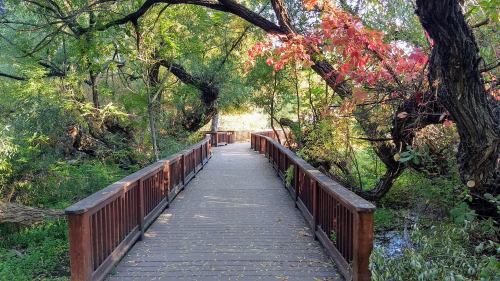 A wooden bridge surrounded by lush greenery and colorful autumn leaves, leading into a serene natural area.