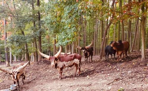 A group of longhorn cattle with large horns stands among trees in a wooded area.