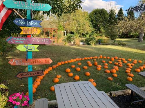 Colorful directional signs in a garden with scattered pumpkins and a picnic area, under a blue sky.