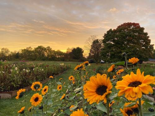 A field of sunflowers in bloom at sunset, with colorful flowers and trees in the background under a cloudy sky.