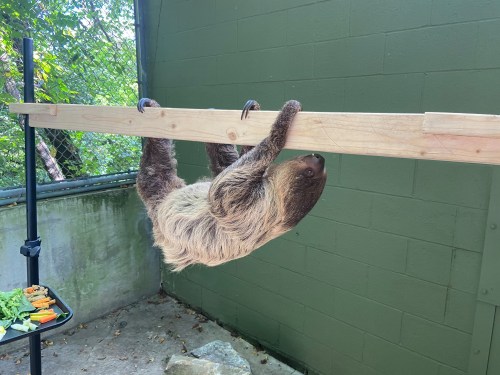 A sloth hangs upside down from a wooden beam in a green enclosure, with food visible on a nearby table.