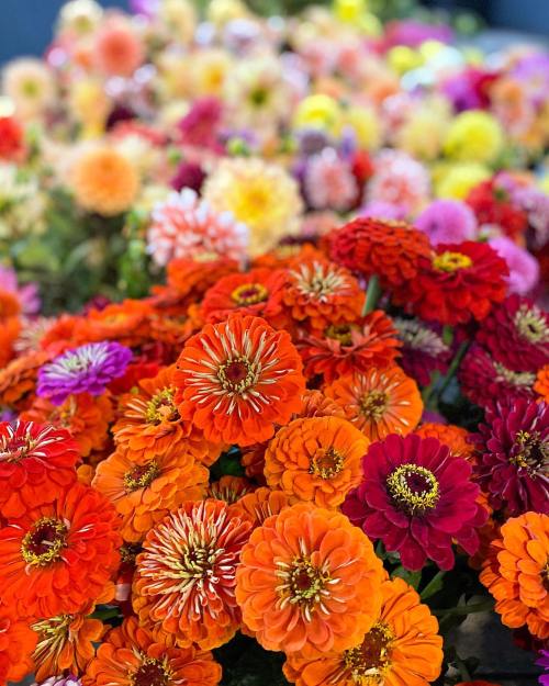 A vibrant display of orange and pink flowers, featuring zinnias in various shades and sizes, creating a colorful backdrop.