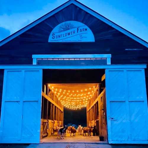 A barn at Sunflower Farm illuminated by string lights, with animals visible inside at dusk.