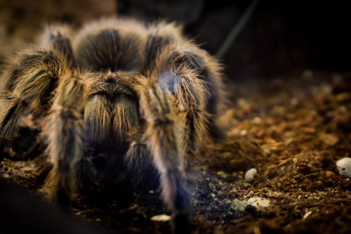 A close-up of a furry tarantula on a bed of soil, showcasing its detailed legs and body.