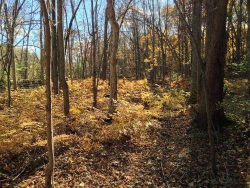 A sunlit forest scene with trees and golden ferns, showcasing vibrant autumn colors and fallen leaves on the ground.