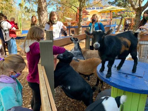 Children interacting with goats at a petting zoo, with some goats on a platform and others nearby.