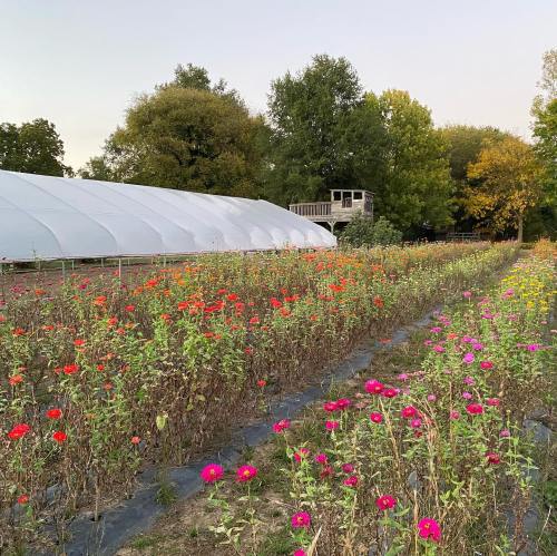 A vibrant flower field with colorful blooms, a greenhouse in the background, and trees showing autumn colors.