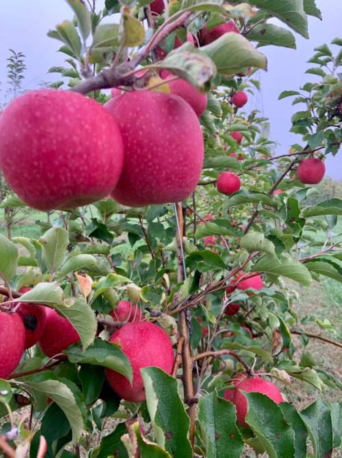 Close-up of red apples hanging from a tree branch, surrounded by green leaves in a sunny orchard.