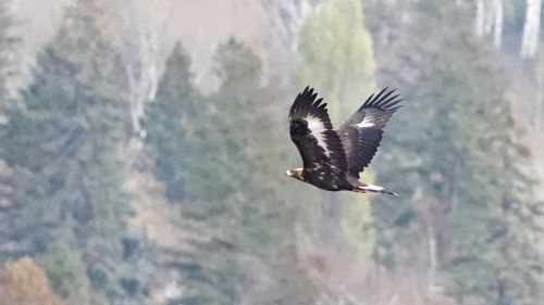 A majestic eagle soaring through the air, with a backdrop of lush green trees.