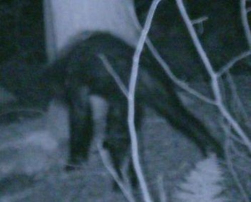 A blurry, dark figure resembling an animal is seen near a tree in a nighttime forest setting.