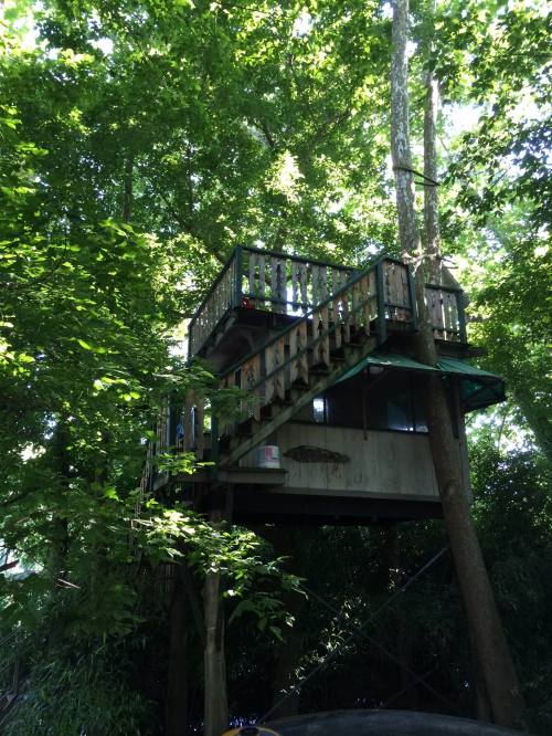 A wooden treehouse nestled among lush green trees, featuring a balcony and surrounded by foliage.