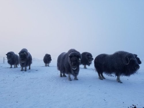 A group of musk oxen stands in a snowy landscape, shrouded in fog.