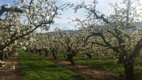 Blossoming fruit trees in a sunny orchard, with a snow-capped mountain in the background.