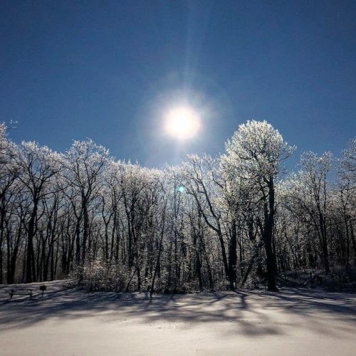 A bright sun shines over a snowy landscape, illuminating trees with glistening ice against a clear blue sky.