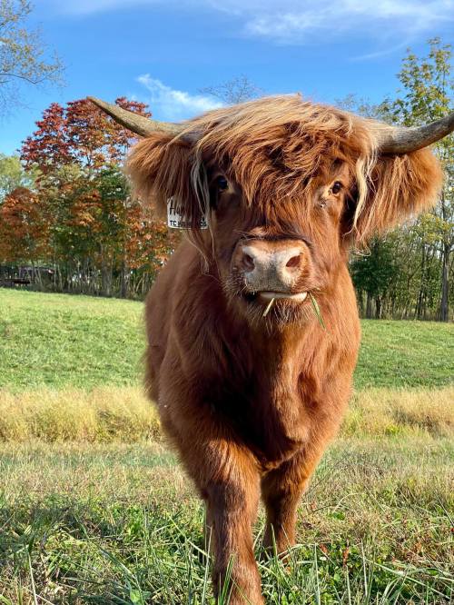 A close-up of a Highland cow with long, shaggy fur, standing in a grassy field with trees in the background.
