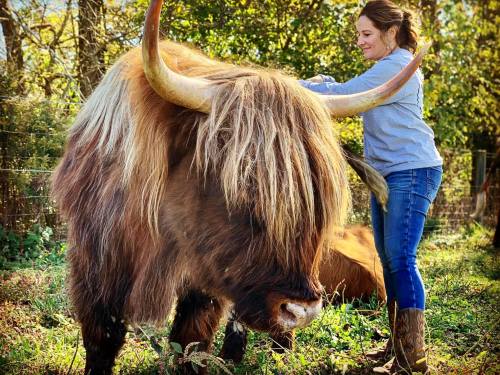 A woman gently brushes the fur of a Highland cow in a sunny, green pasture.