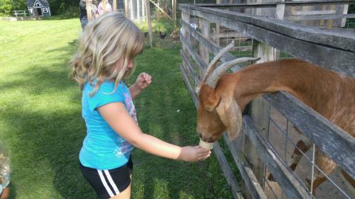 A young girl feeding a goat through a wooden fence in a sunny outdoor setting.
