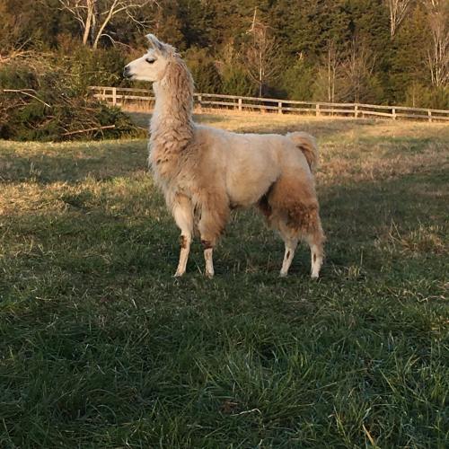 A fluffy llama stands in a grassy field, surrounded by trees and a wooden fence in the background.