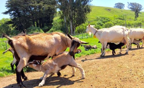 A goat kid nursing from its mother, with other goats grazing in a green pasture under a sunny sky.