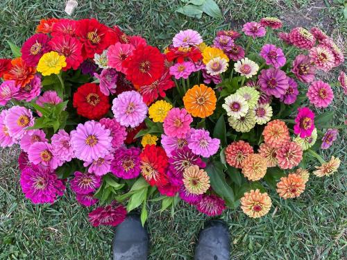 A vibrant assortment of colorful flowers, including zinnias, arranged on green grass with a pair of black boots at the bottom.