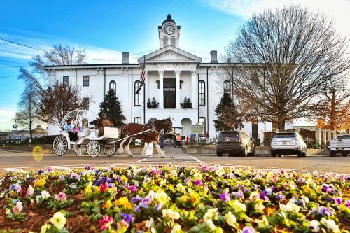 A horse-drawn carriage passes by a historic building with a clock tower, surrounded by colorful flowers.