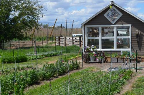 A garden with rows of plants, a cozy shed with large windows, and a blue sky with clouds in the background.