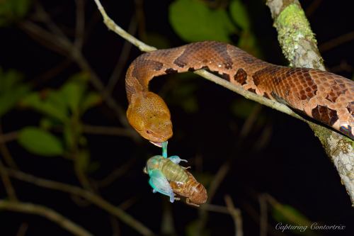 A snake hanging from a branch, holding a cicada in its mouth, surrounded by dark foliage.
