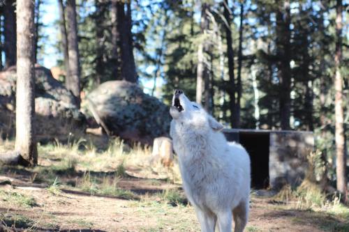 A white wolf howling in a forest, surrounded by trees and rocks, with a den visible in the background.