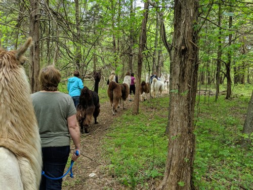 A group of people walking with llamas through a lush green forest trail.