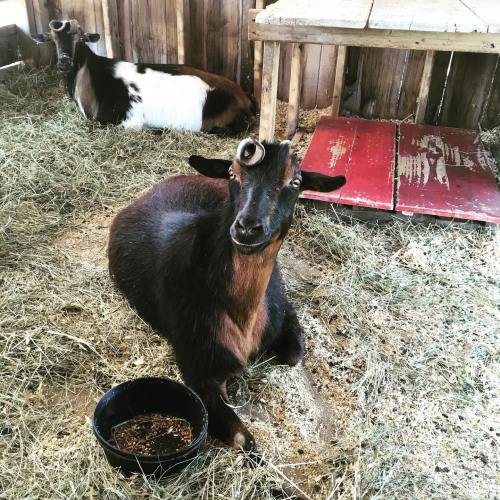 A brown goat with curled horns sits on straw, next to a black and white goat in a rustic barn setting.