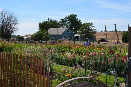 Two people tending to a vibrant flower garden with a house and trees in the background under a clear blue sky.
