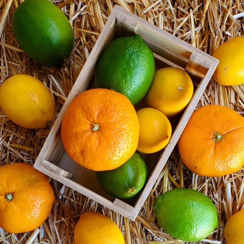 A wooden crate filled with oranges, lemons, and limes, surrounded by more citrus fruits on a straw background.