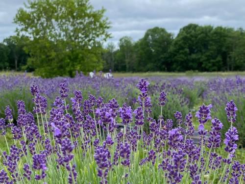A field of vibrant purple lavender flowers with a tree and people in the background under a cloudy sky.