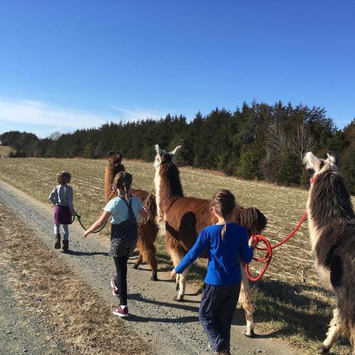 Two children walk llamas along a gravel path, surrounded by fields and trees under a clear blue sky.
