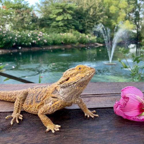 A bearded dragon sits on a wooden surface near a pond with a fountain, surrounded by greenery and a pink flower.