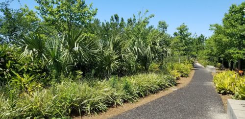 A winding path through a lush green landscape with various plants and trees under a clear blue sky.