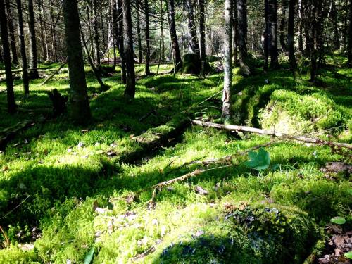 Lush green forest floor covered in moss, with tall trees and dappled sunlight filtering through the branches.