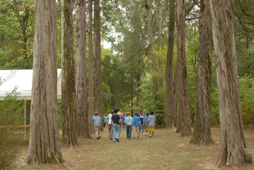 A group of children walks along a path lined with tall trees in a wooded area.