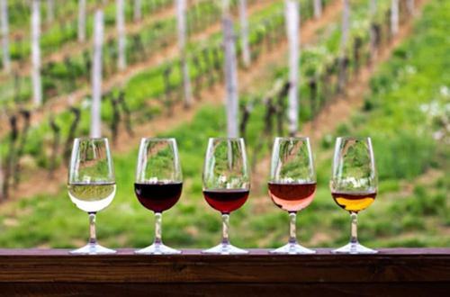 Five wine glasses filled with different types of wine, set against a backdrop of lush green vineyards.