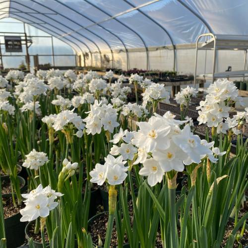 A greenhouse filled with blooming white flowers and green leaves, creating a vibrant and serene atmosphere.